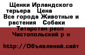 Щенки Ирландского терьера › Цена ­ 30 000 - Все города Животные и растения » Собаки   . Татарстан респ.,Чистопольский р-н